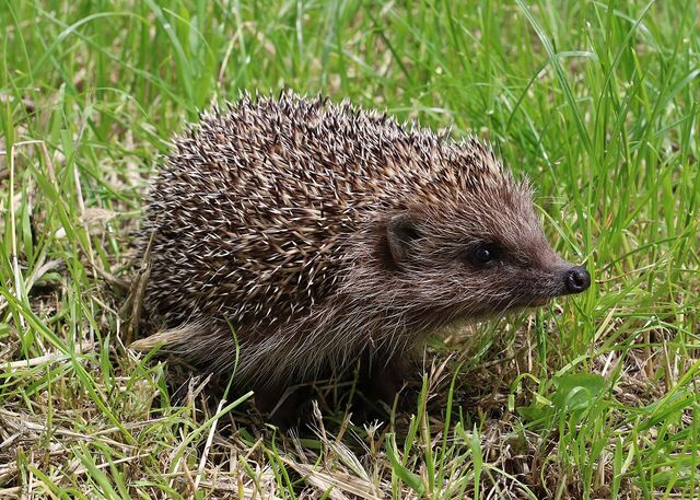 A hedgehog standing side-on in green grass.