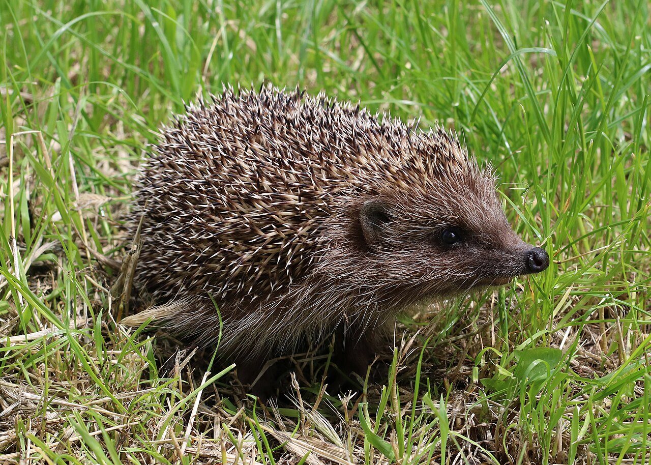 A hedgehog standing side-on in green grass.