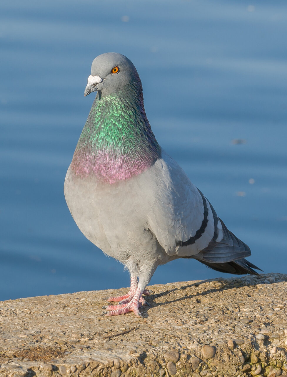 A grey pigeon standing on a rough stone ledge with blue water behind it.